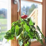 Appartement Bergblick *